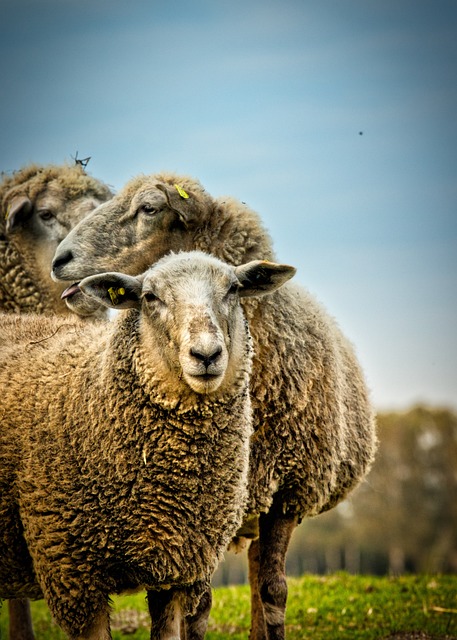羊 草地 农业 - 上的免费照片
