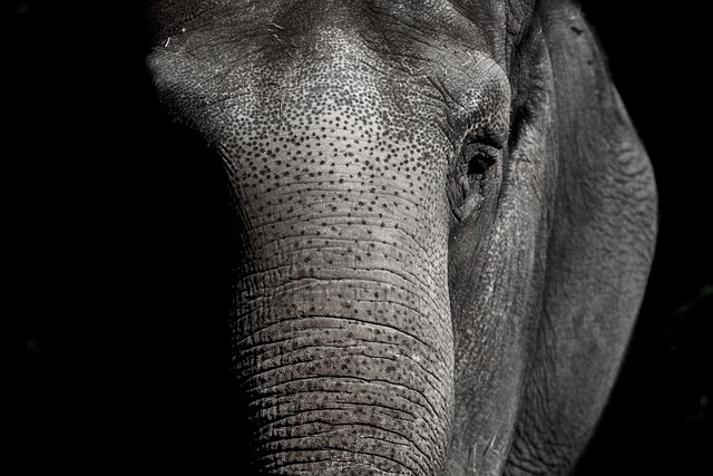 大象 动物园 动物 - 上的免费照片