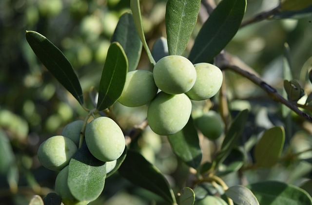 橄榄 橄榄树 地中海 - 上的免费照片