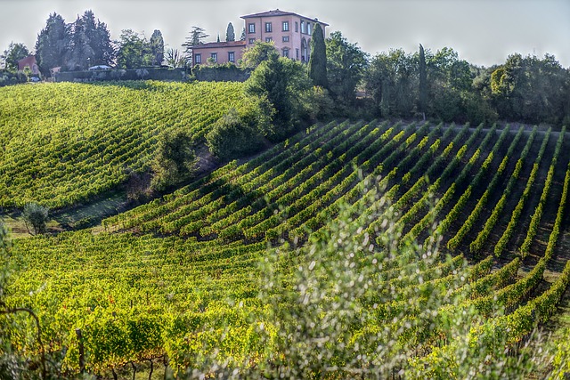 葡萄酒 葡萄 橄榄 - 上的免费照片