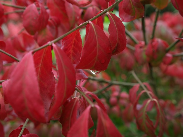 叶 雨滴 落下 - 上的免费照片