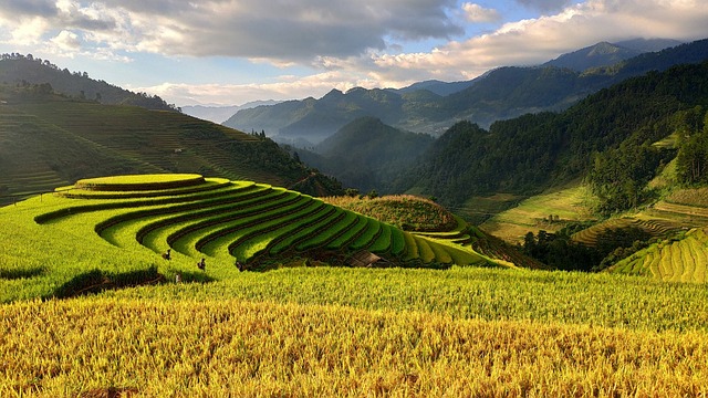 农业 越南 梯田 - 上的免费照片