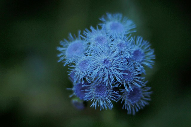 鲜花 花园 胜Houstonianum - 上的免费照片