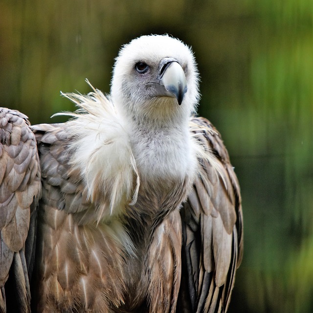 狮鹫 鸟 猛禽 - 上的免费照片