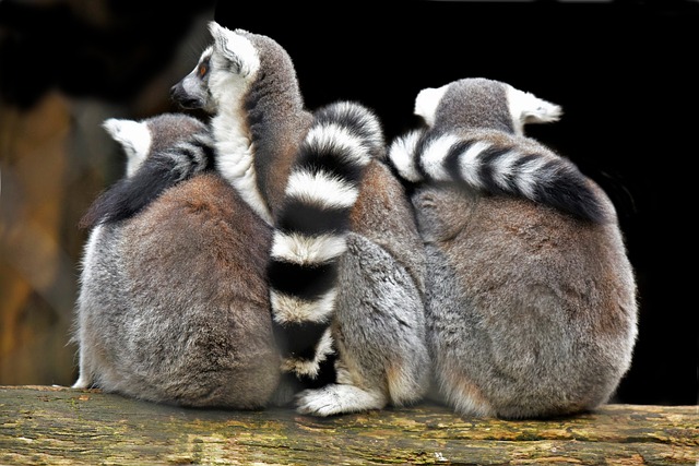 Lemuriens 灵长类动物 马达加斯加 - 上的免费照片