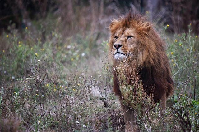 狮子 野猫 雄伟 - 上的免费照片
