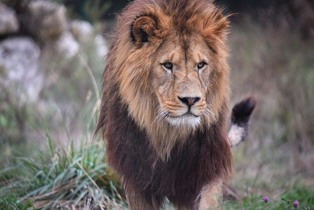 狮子 野猫 雄伟 - 上的免费照片