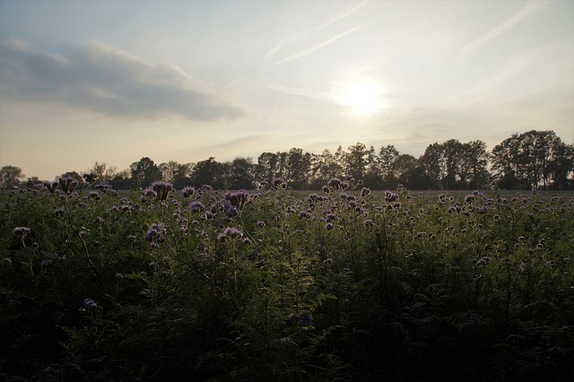 弗拉蒂奇 Phacelia Medonosná - 上的免费照片