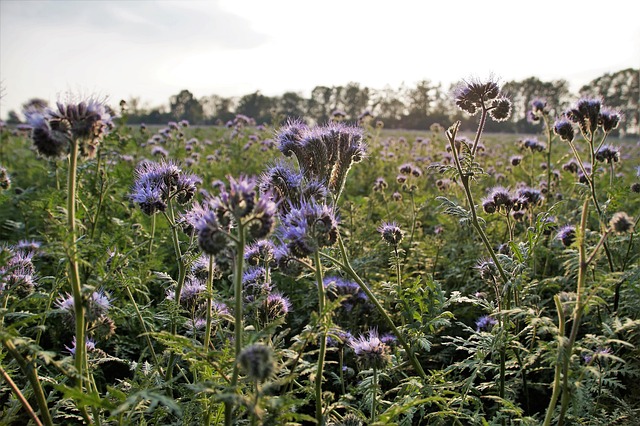 弗拉蒂奇 Phacelia Medonosná - 上的免费照片