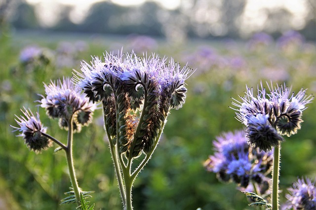 弗拉蒂奇 Phacelia Medonosná - 上的免费照片