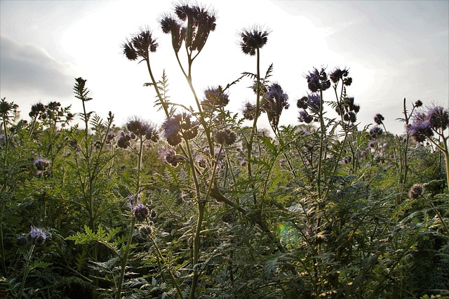 弗拉蒂奇 Phacelia Medonosná - 上的免费照片