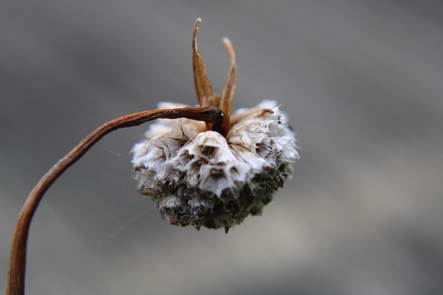 Armeria Maritima 干花 自然 - 上的免费照片