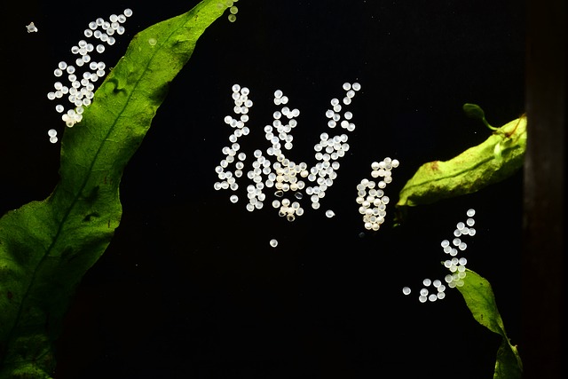 鸡蛋的Corydoras 产卵Corydoras 鱼 - 上的免费照片