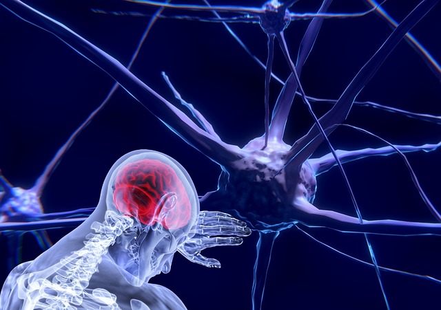 神经元 脑 神经科学 - 上的免费图片