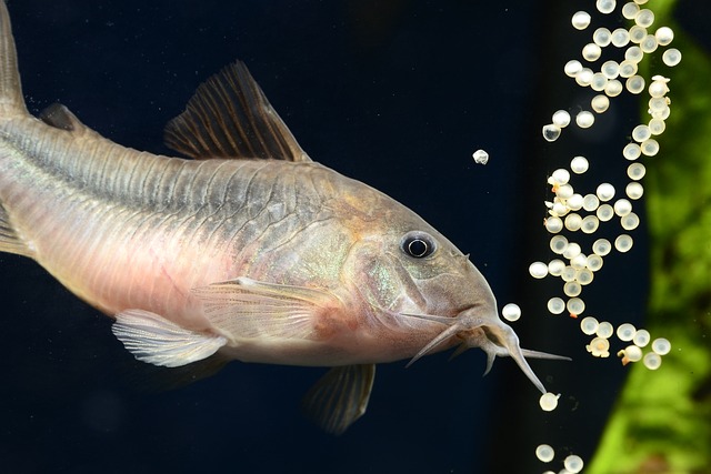 产卵Corydoras Corydora - 上的免费照片