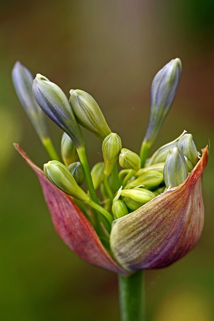 Agapanthus 尼罗河百合 花 - 上的免费照片