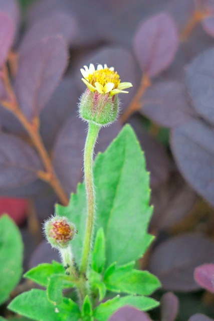 羽芒菊 大自然 花 - 上的免费照片