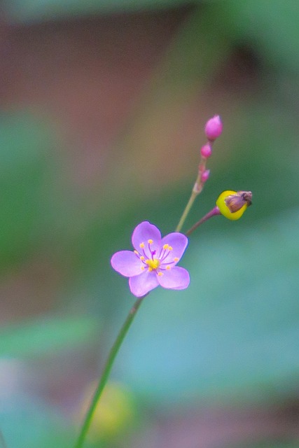 土人參 大自然 花 - 上的免费照片