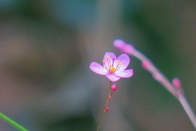 土人參 大自然 花 - 上的免费照片