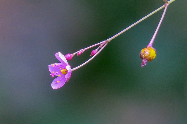 土人參 大自然 花 - 上的免费照片