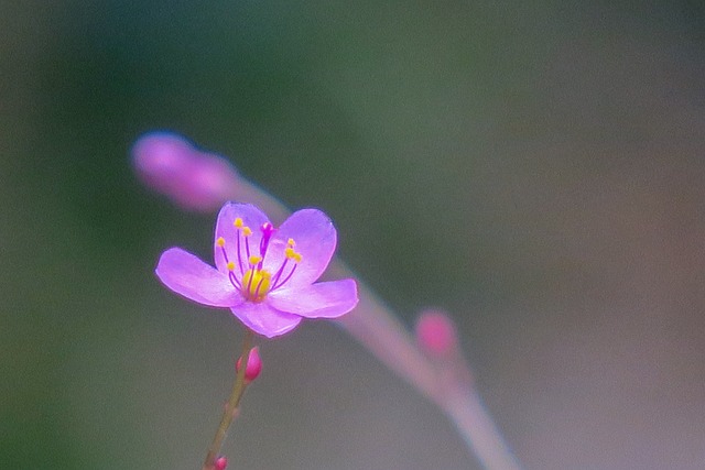 土人參 大自然 花 - 上的免费照片