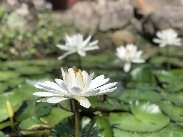 蓮花池 白色 - 上的免费照片