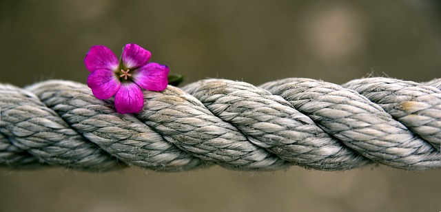 绳索 开花 横幅 - 上的免费照片