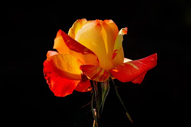 玫瑰 花 黄色 - 上的免费照片