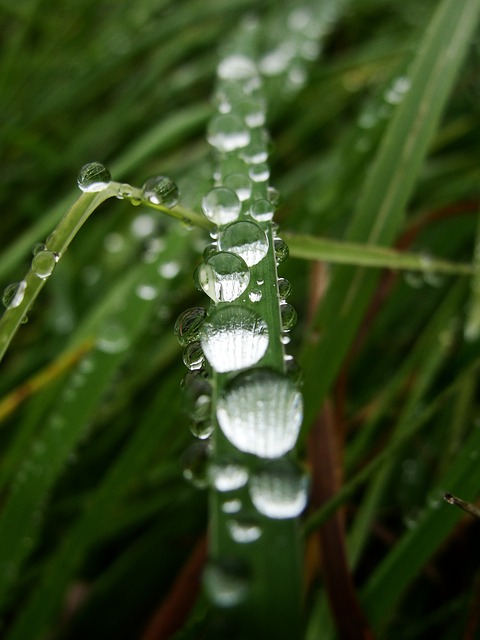 水滴 雨 湿草 - 上的免费照片