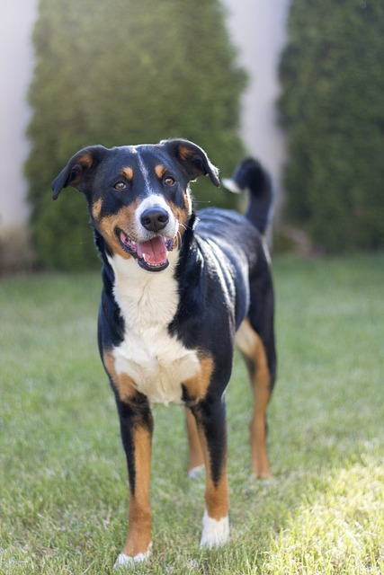 阿彭策尔Sennenhund 森嫩猎犬 洪特 - 上的免费照片