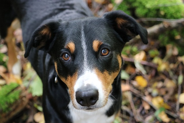 阿彭策尔Sennenhund 洪特 森嫩猎犬 - 上的免费照片