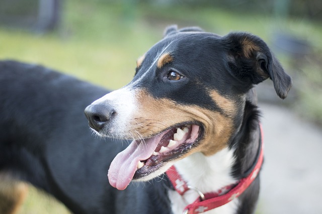 阿彭策尔Sennenhund 森嫩猎犬 Schweizer Hund - 上的免费照片