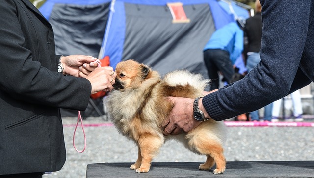 犬展 博美犬 狗 - 上的免费照片