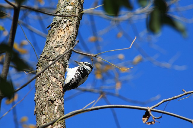 鸟 Pic-Bois 树 - 上的免费照片