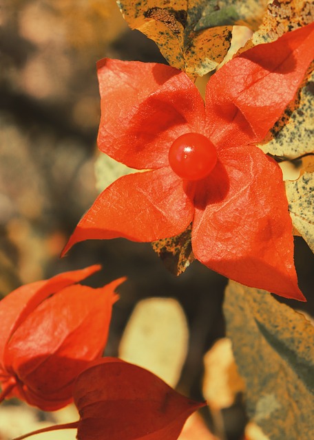 酸浆 花浆果 红花 - 上的免费照片