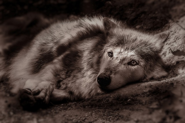 狼 动物 本国的 - 上的免费照片