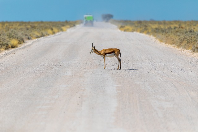 跳羚 羚羊 非洲 - 上的免费照片