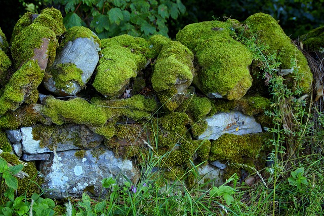 墙 苔藓 长满苔藓 - 上的免费照片