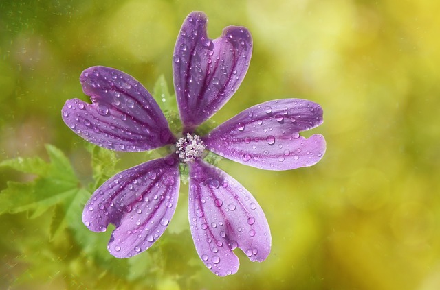 Bitki ?i?ek 花 - 上的免费照片