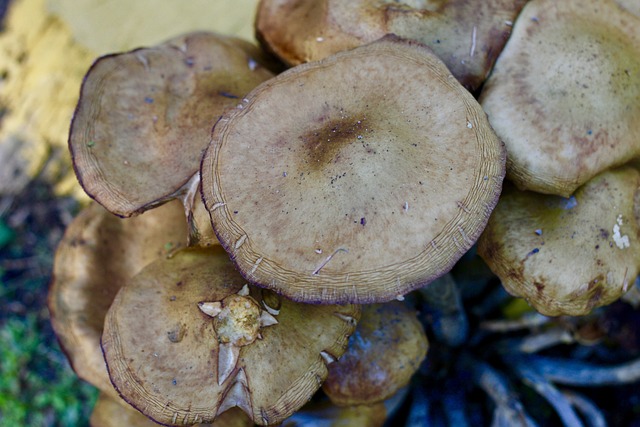 蘑菇 季节 自然 - 上的免费照片
