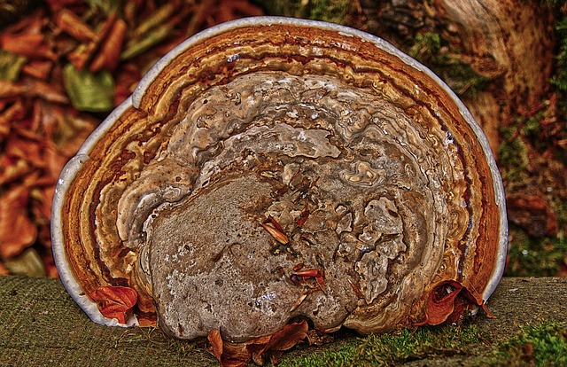 树蘑菇 蘑菇 火种海绵 - 上的免费照片