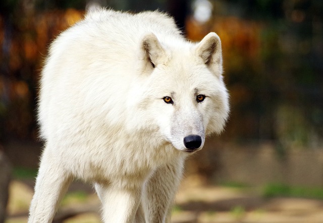 狼 捕食者 自然 - 上的免费照片