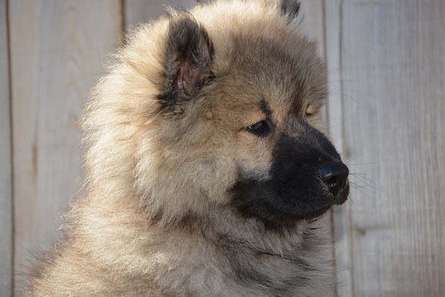 狗 狗Eurasier 年轻的狗 - 上的免费照片