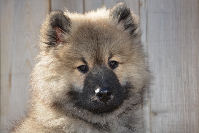 狗 狗Eurasier 年轻的狗 - 上的免费照片