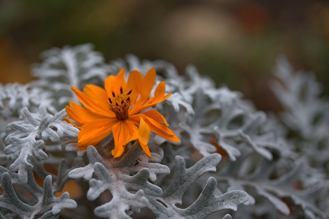花 橙色的 植物 - 上的免费照片