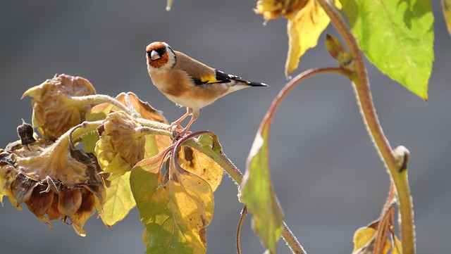 Stieglitz Goldfinch 自然 - 上的免费照片