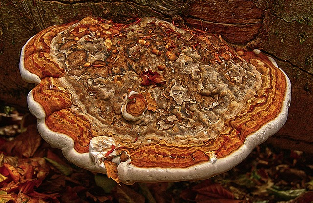 火种海绵 树蘑菇 蘑菇 - 上的免费照片