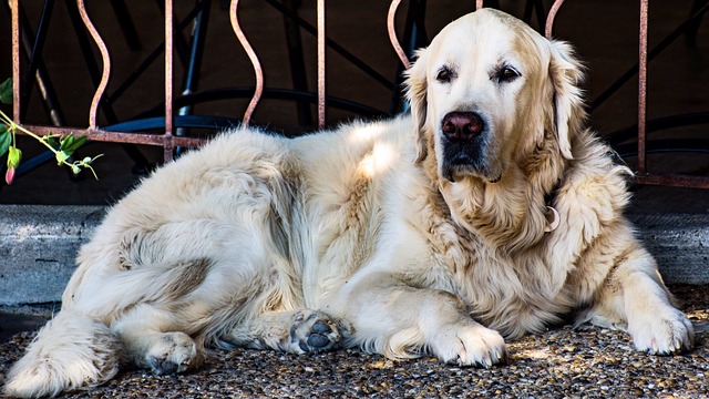 金毛猎犬 狗 犬类 - 上的免费照片