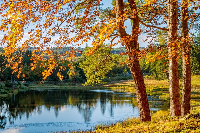 落下 树木 湖 - 上的免费照片