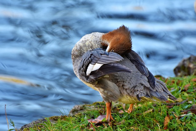 秋沙鸭 鸭 水鸟 - 上的免费照片
